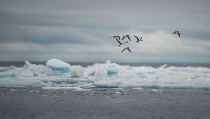 一群海鸟在北冰洋海域浮冰上空飞过